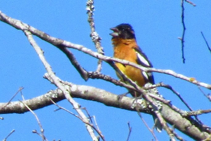 Black-headed Grosbeak - Eric Walther