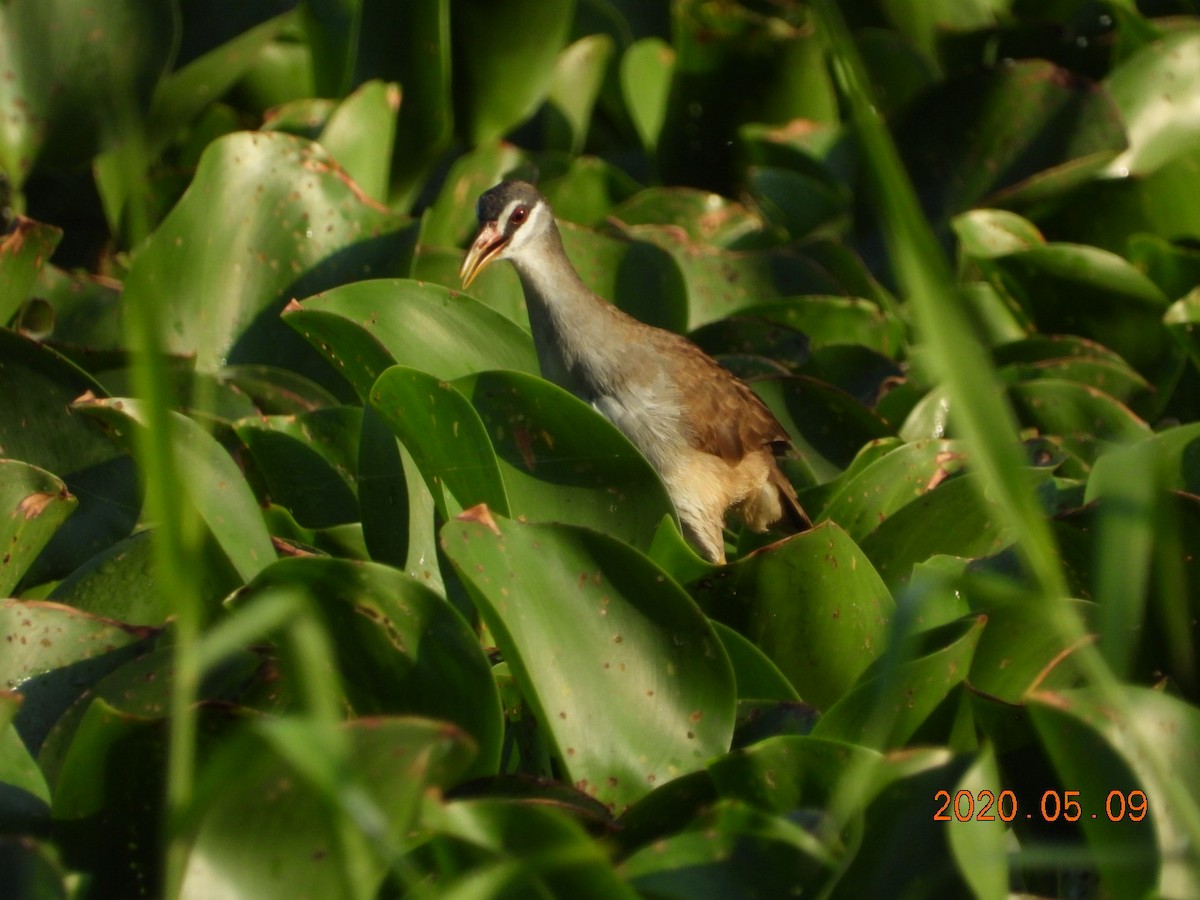 White-browed Crake - Oscar Kuo