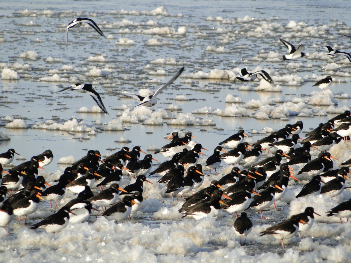 Eurasian Oystercatcher - Martin Rheinheimer