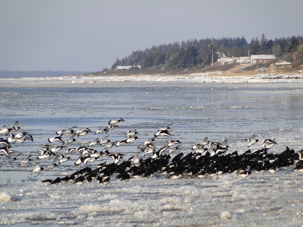 Eurasian Oystercatcher - Martin Rheinheimer