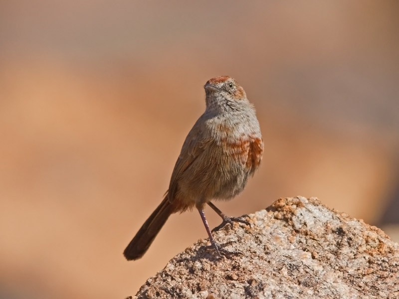 Kopje Warbler - Niall D Perrins