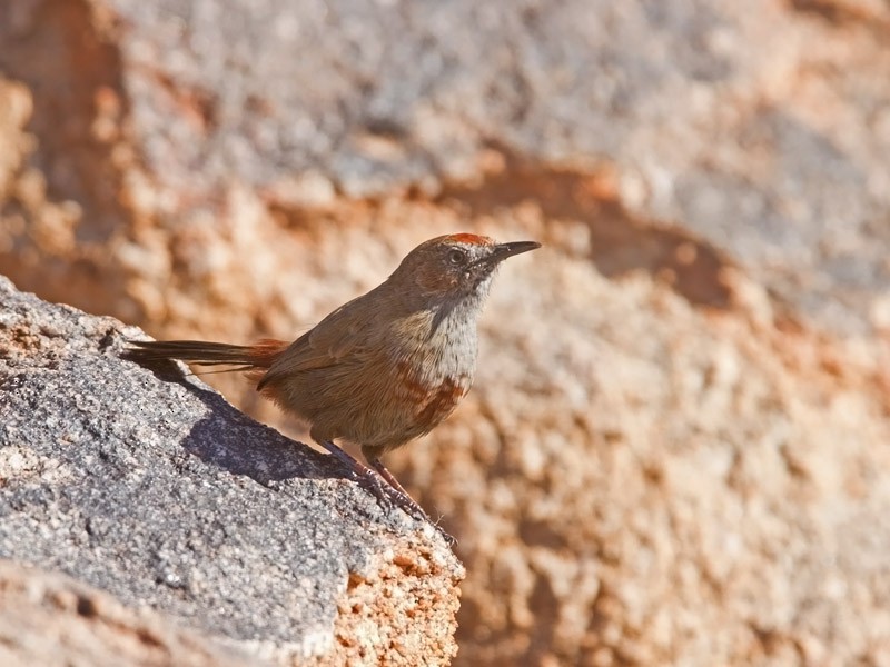 Kopje Warbler - Niall D Perrins