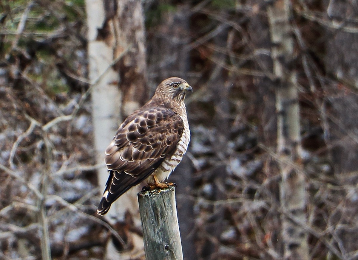 Broad-winged Hawk - ML235688091