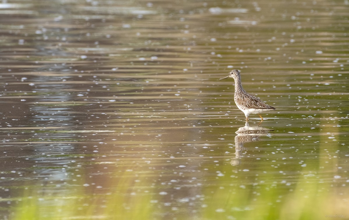 Greater Yellowlegs - Manohar Solomon