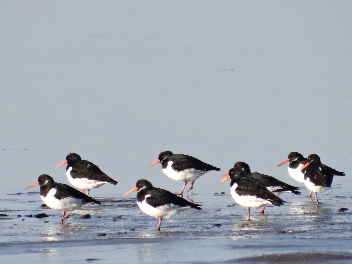 Eurasian Oystercatcher - Martin Rheinheimer