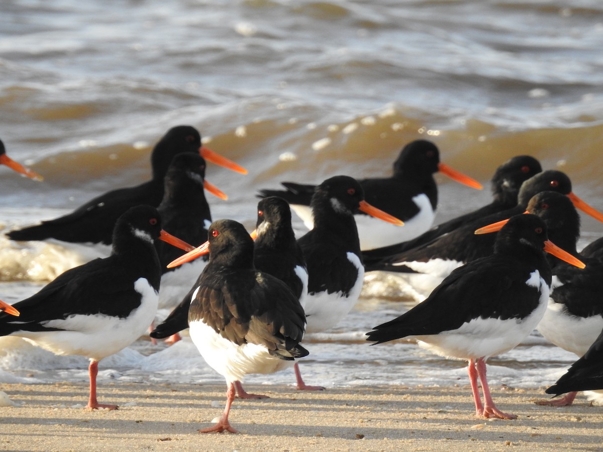 Eurasian Oystercatcher - Martin Rheinheimer