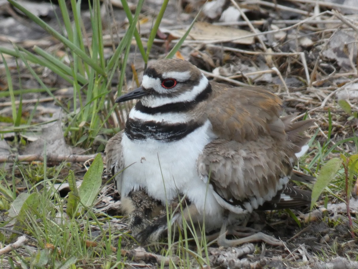 Killdeer - ML235689681