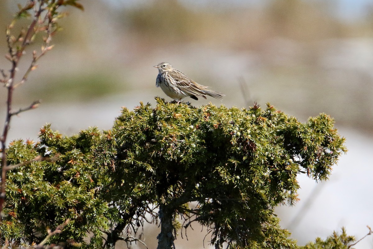 Meadow Pipit - ML235692651