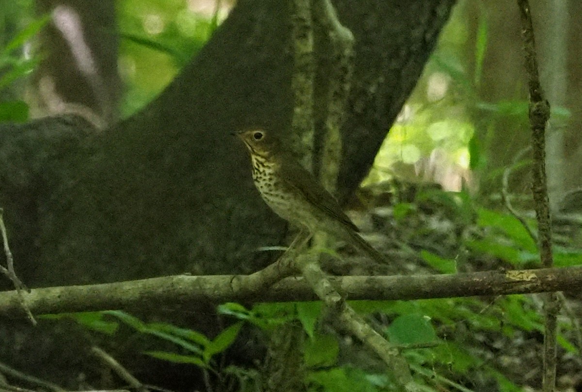 Swainson's Thrush - ML235692841
