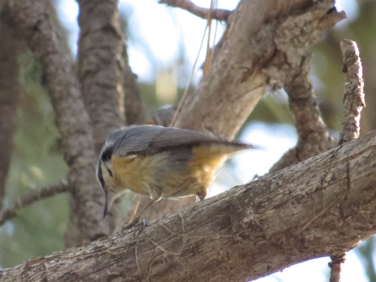 Red-breasted Nuthatch - ML23569591