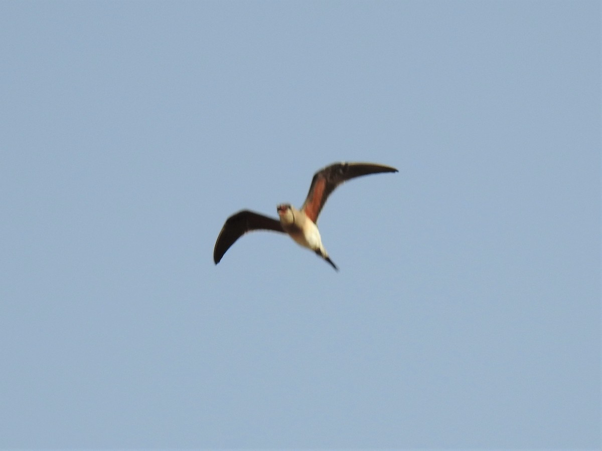 Collared Pratincole - Stephen Taylor