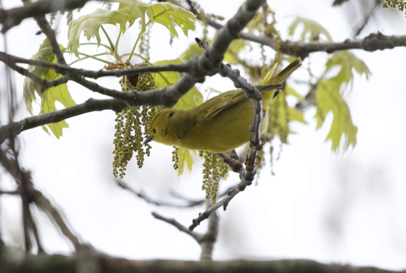 Wilson's Warbler - ML235696831