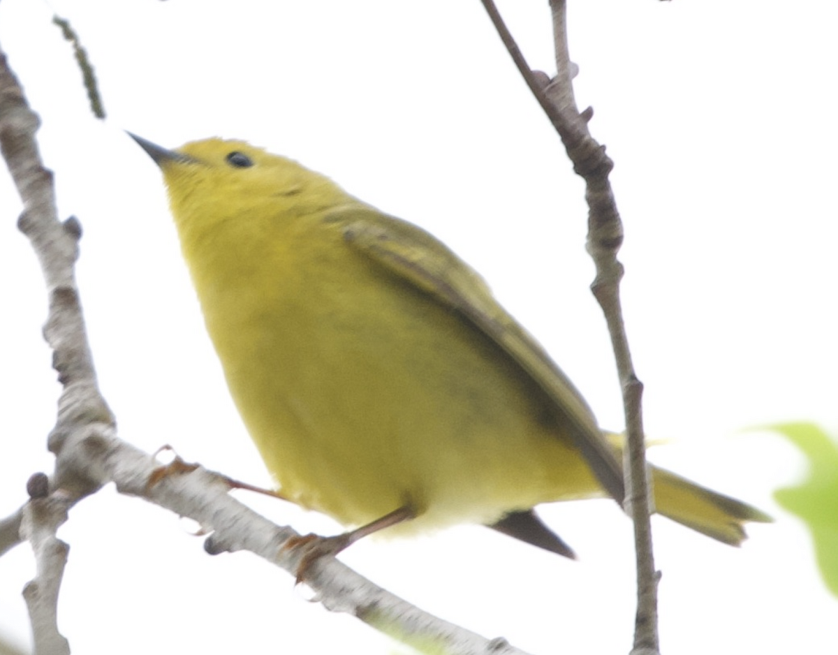 Wilson's Warbler - Peter Geithner