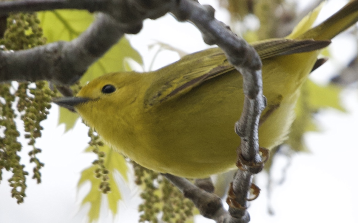 Wilson's Warbler - Peter Geithner