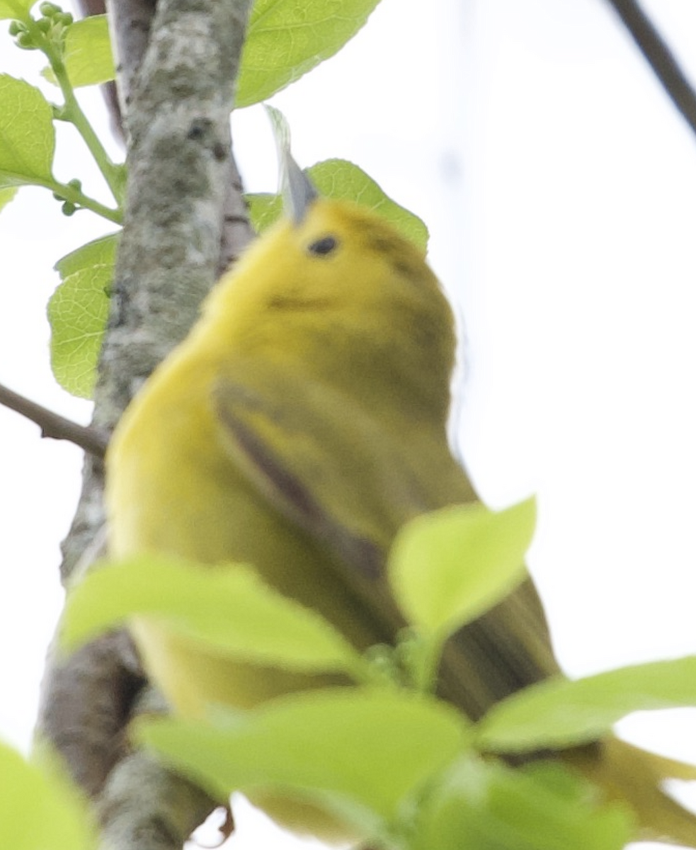 Wilson's Warbler - ML235696871