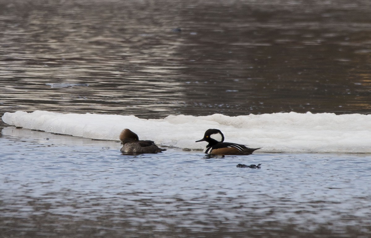 Hooded Merganser - ML235704611