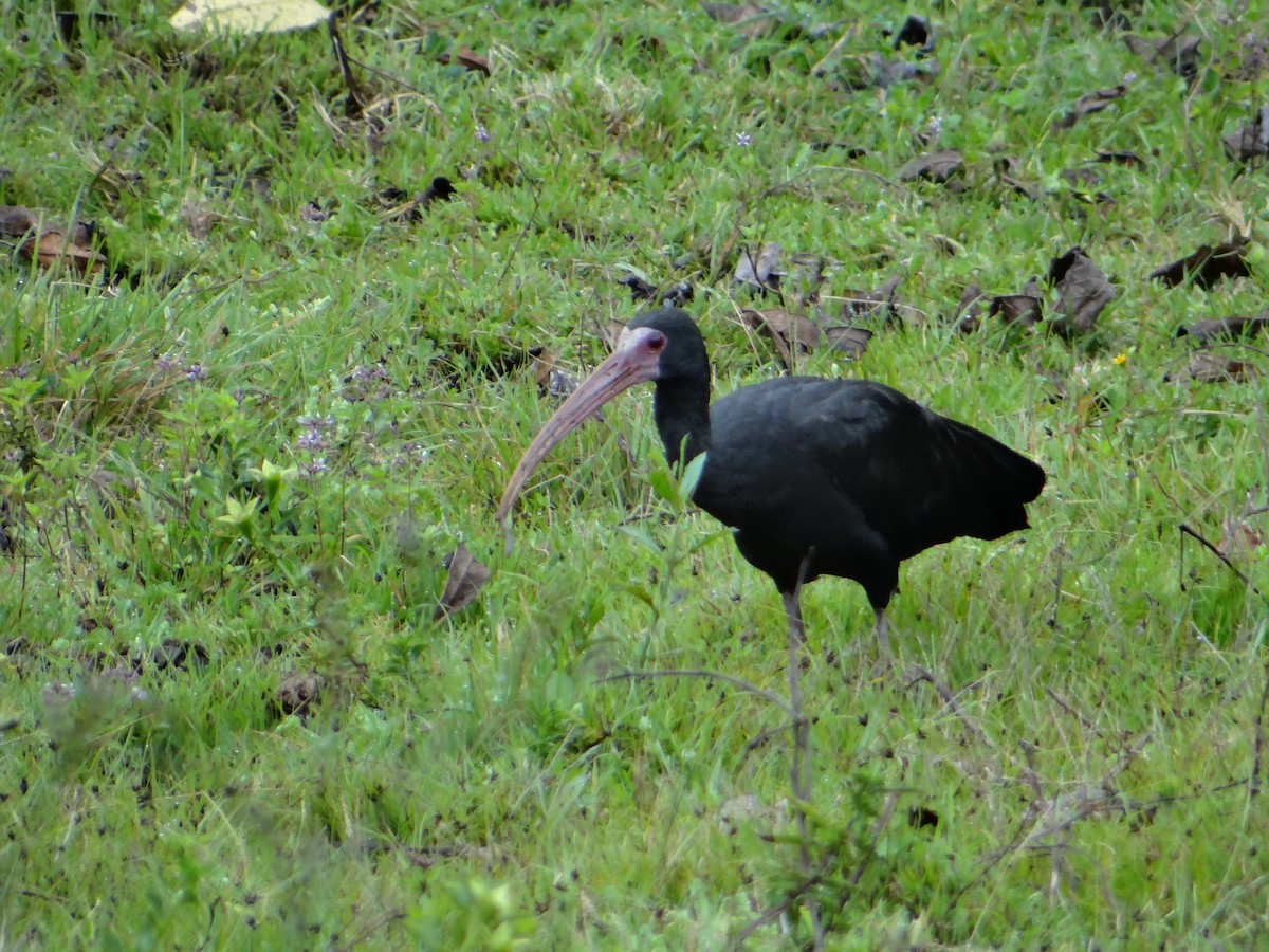 ibis tmavý - ML235705181