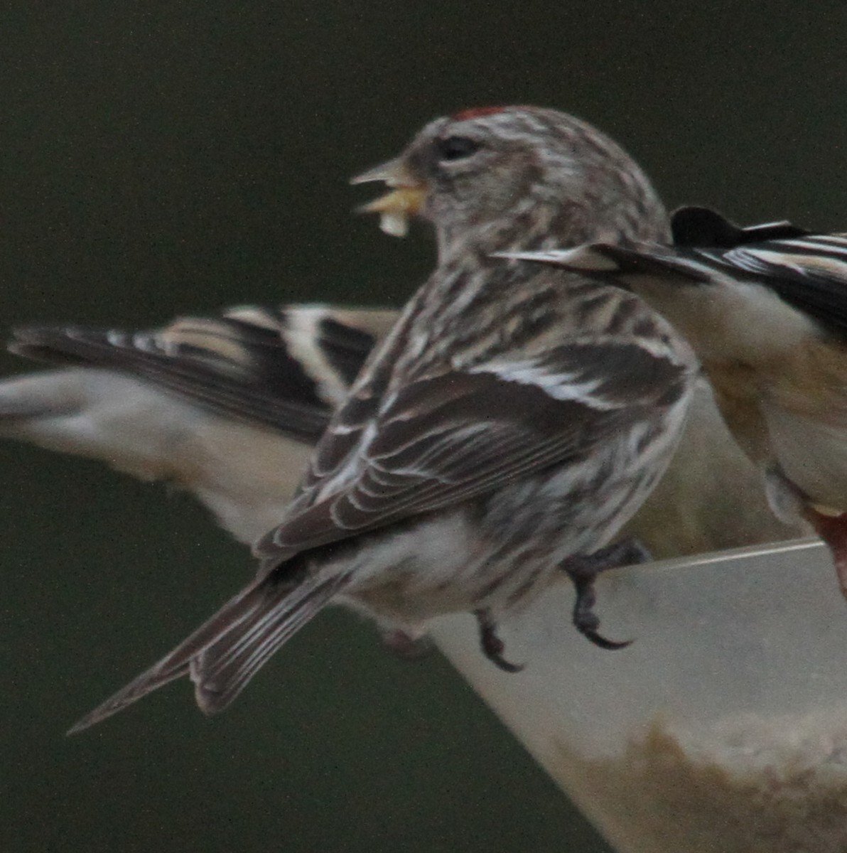 Redpoll (Common) - ML23570801
