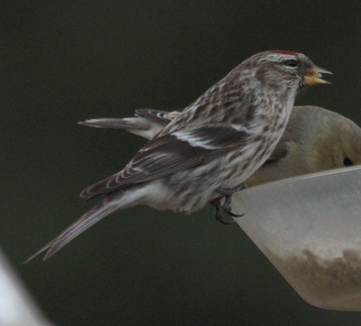 Redpoll (Common) - ML23570811