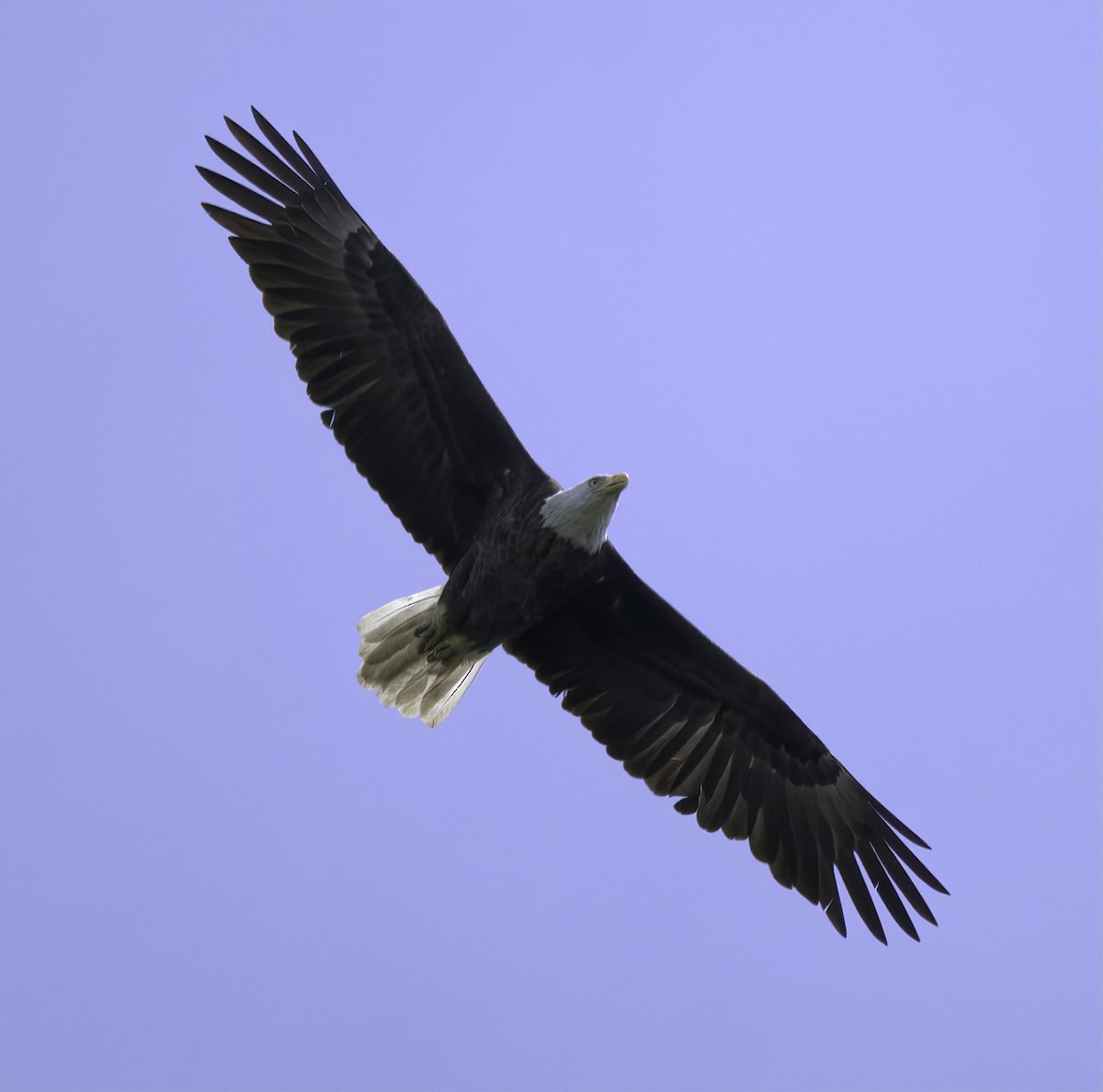 Bald Eagle - ML235708381