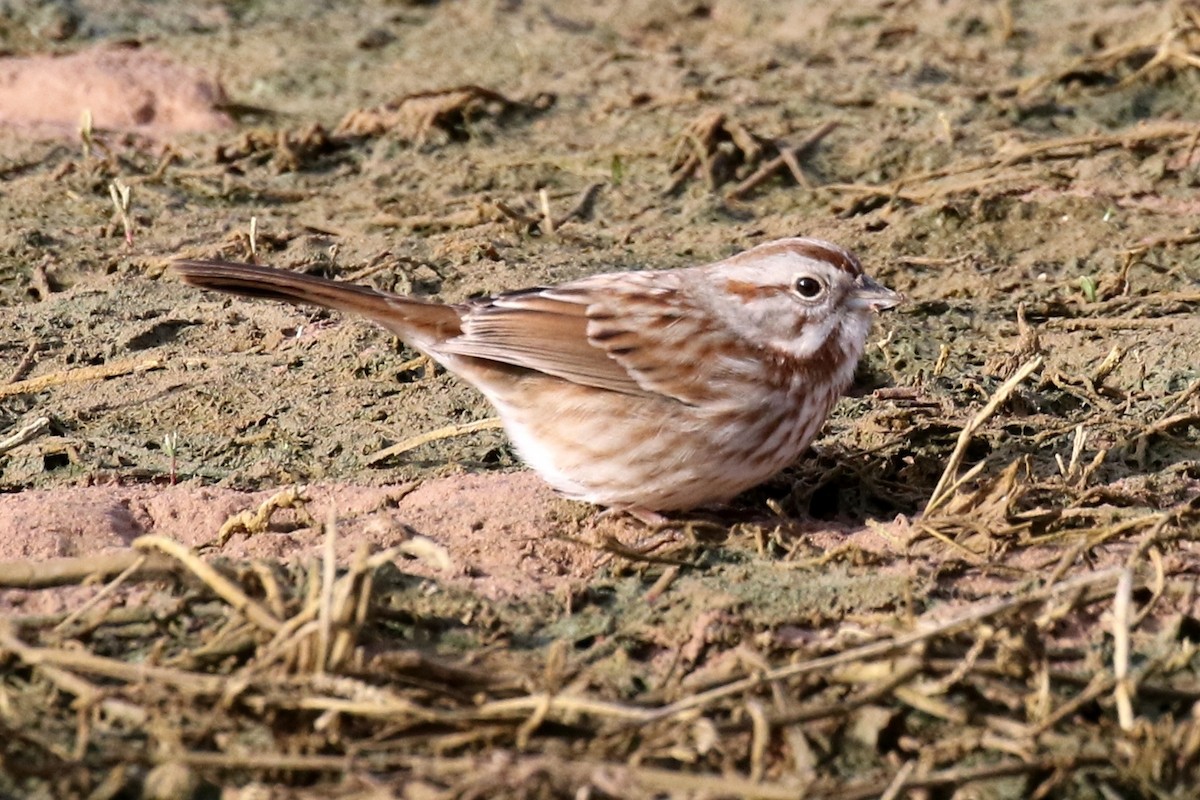 Song Sparrow - Lindsay Story
