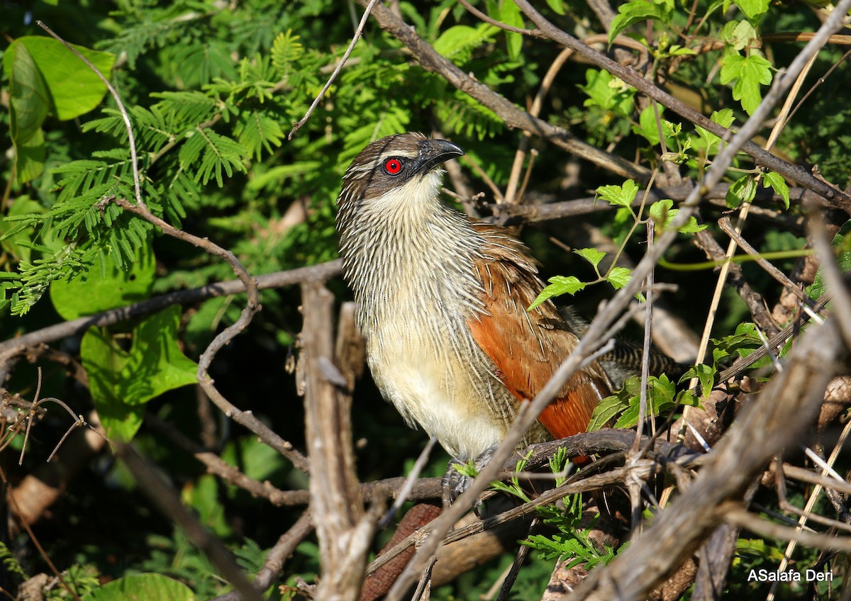 White-browed Coucal (White-browed) - ML235708741