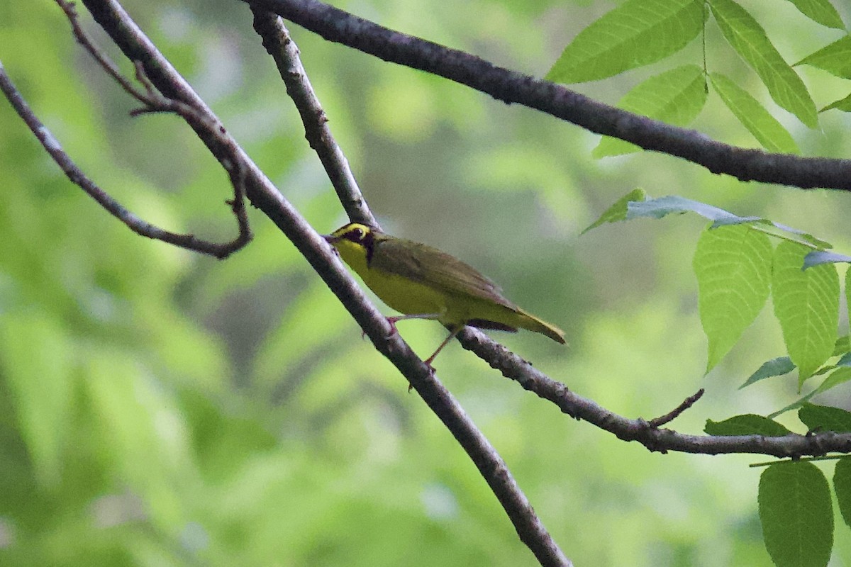 Kentucky Warbler - ML235711871