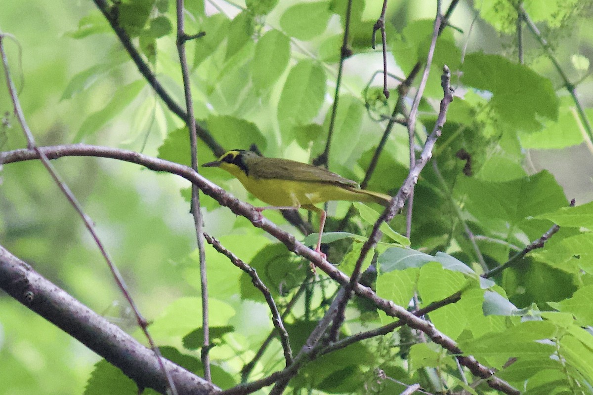 Kentucky Warbler - ML235711881