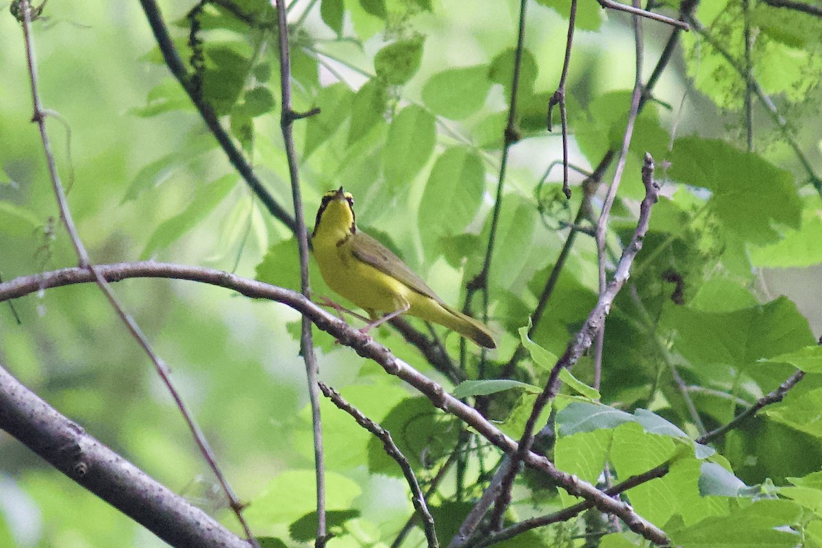 Kentucky Warbler - ML235711891