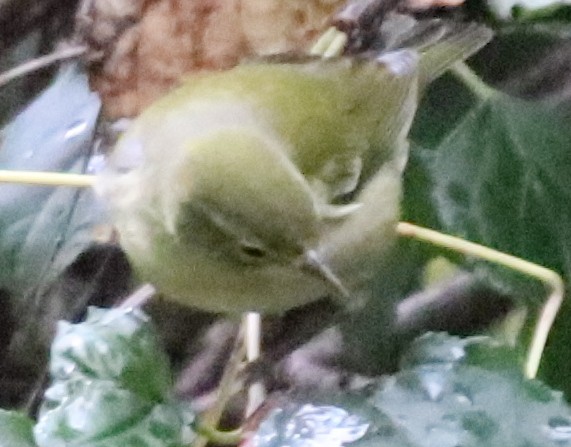 Tennessee Warbler - ML235712301