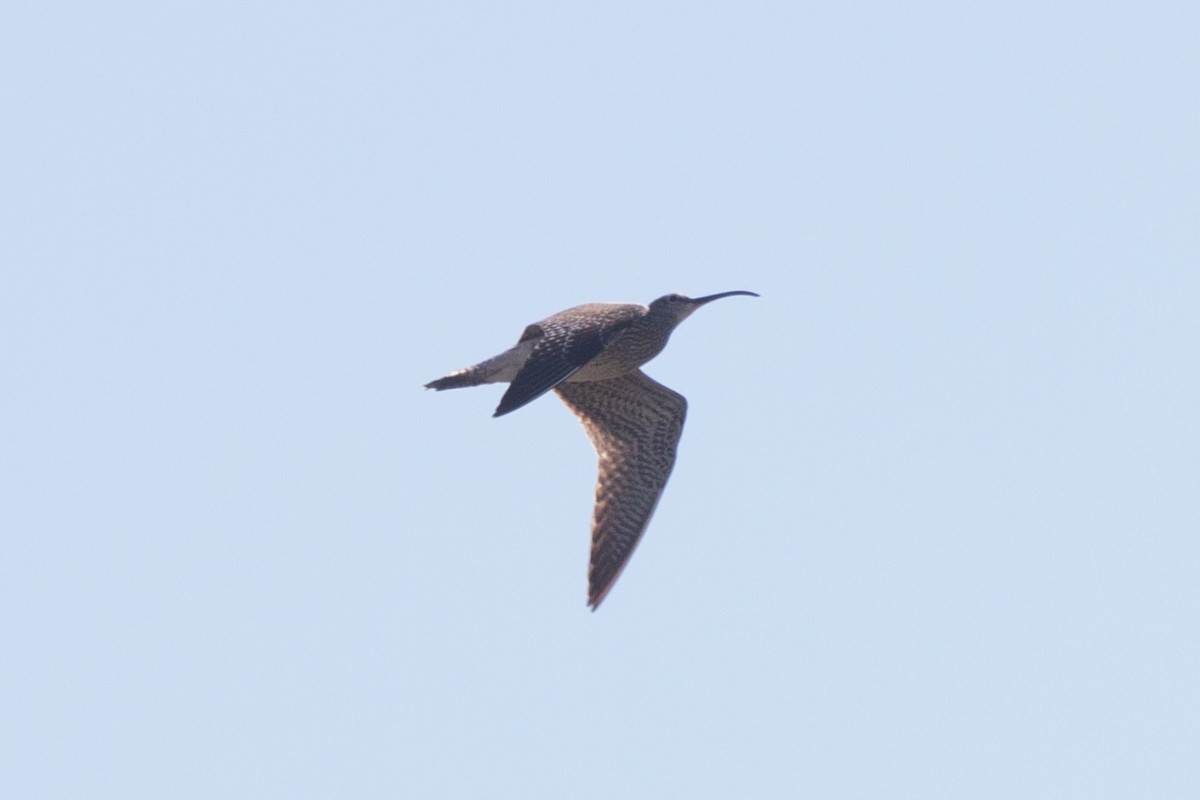 Whimbrel - ML235712991