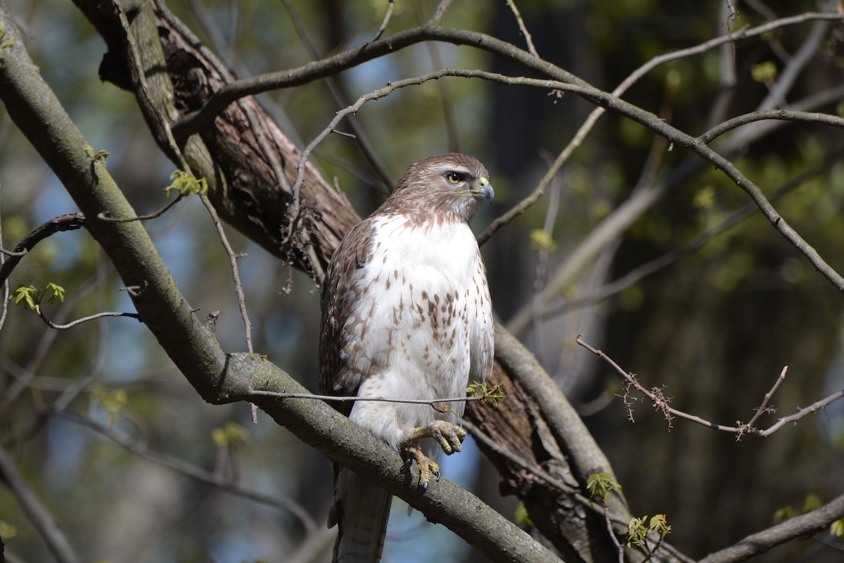 Red-tailed Hawk - ML235714701