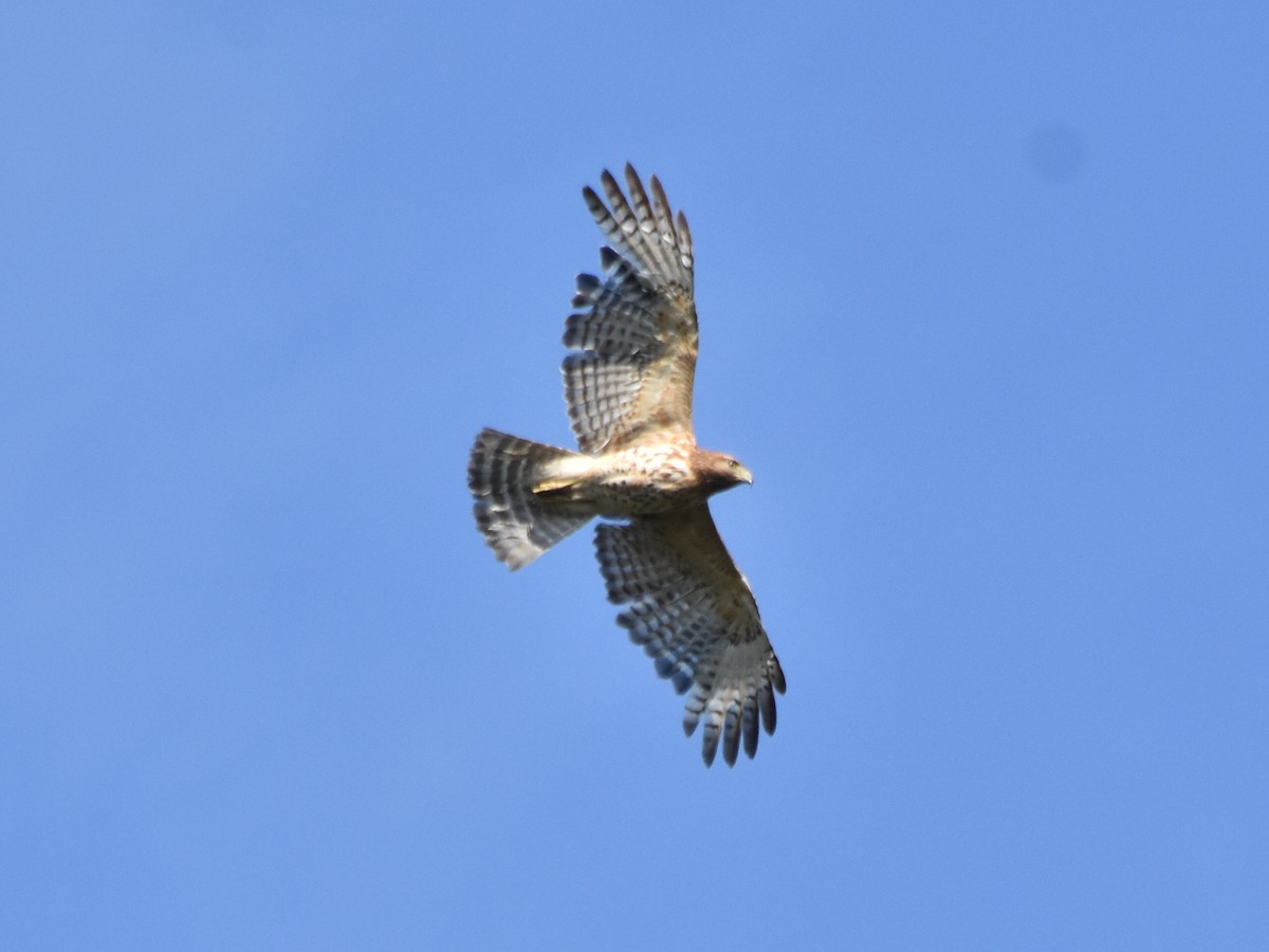 Red-shouldered Hawk - ML235716481