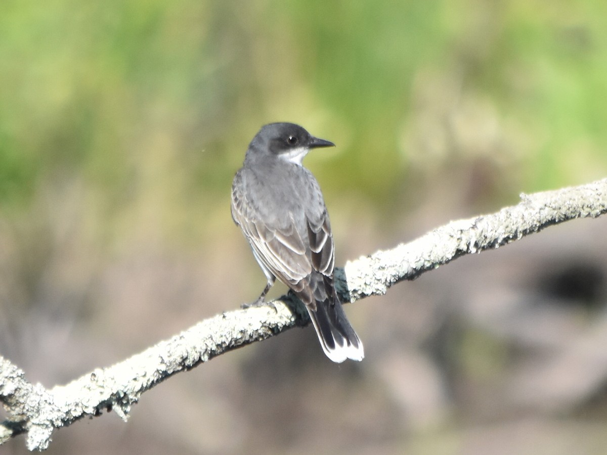 Eastern Kingbird - Ryan Gordon