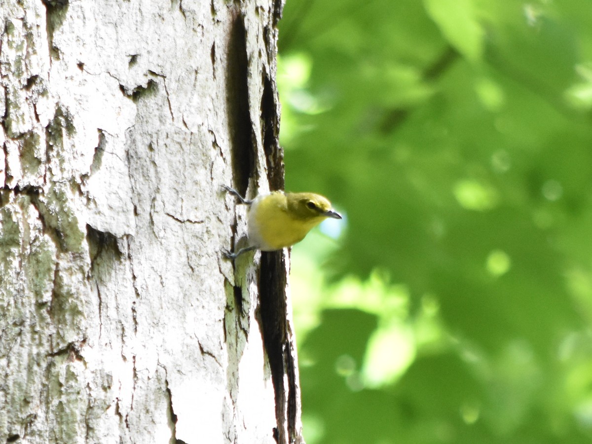 Yellow-throated Vireo - ML235717041