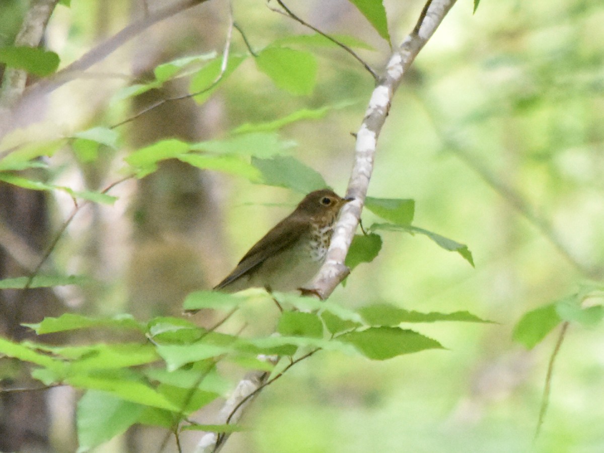 Swainson's Thrush - ML235717101