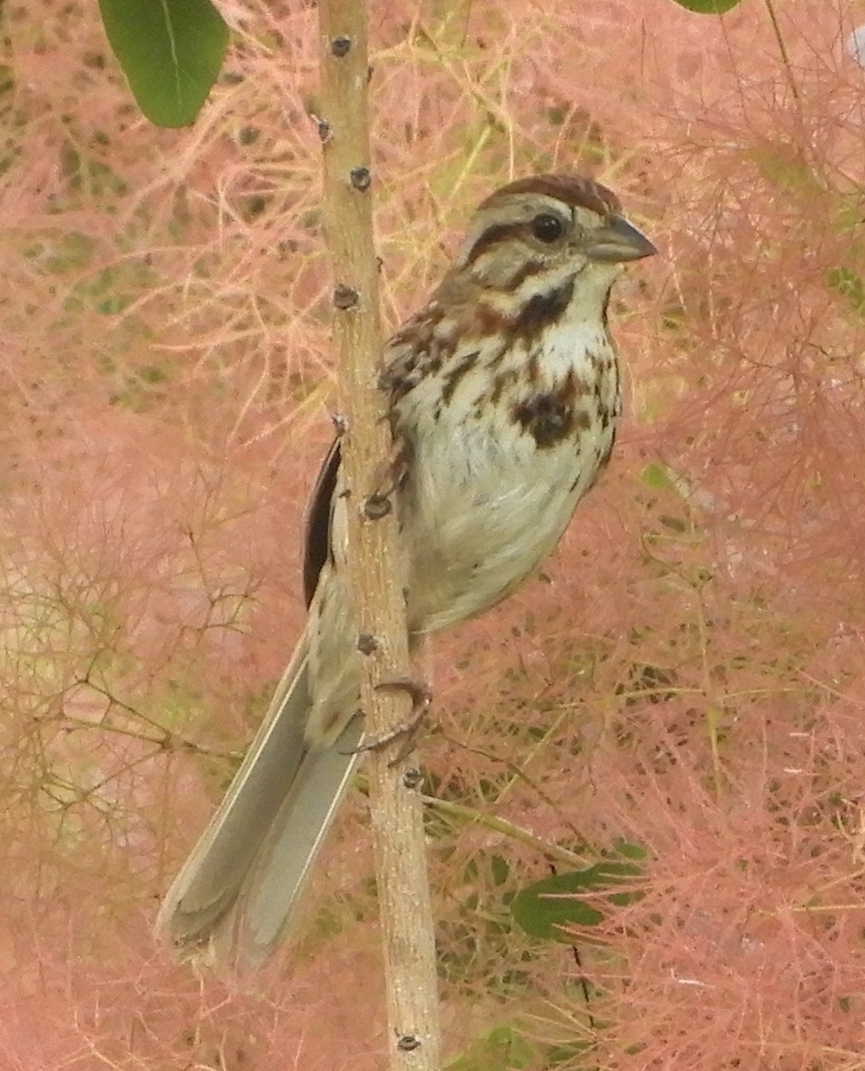 Song Sparrow - ML235719021