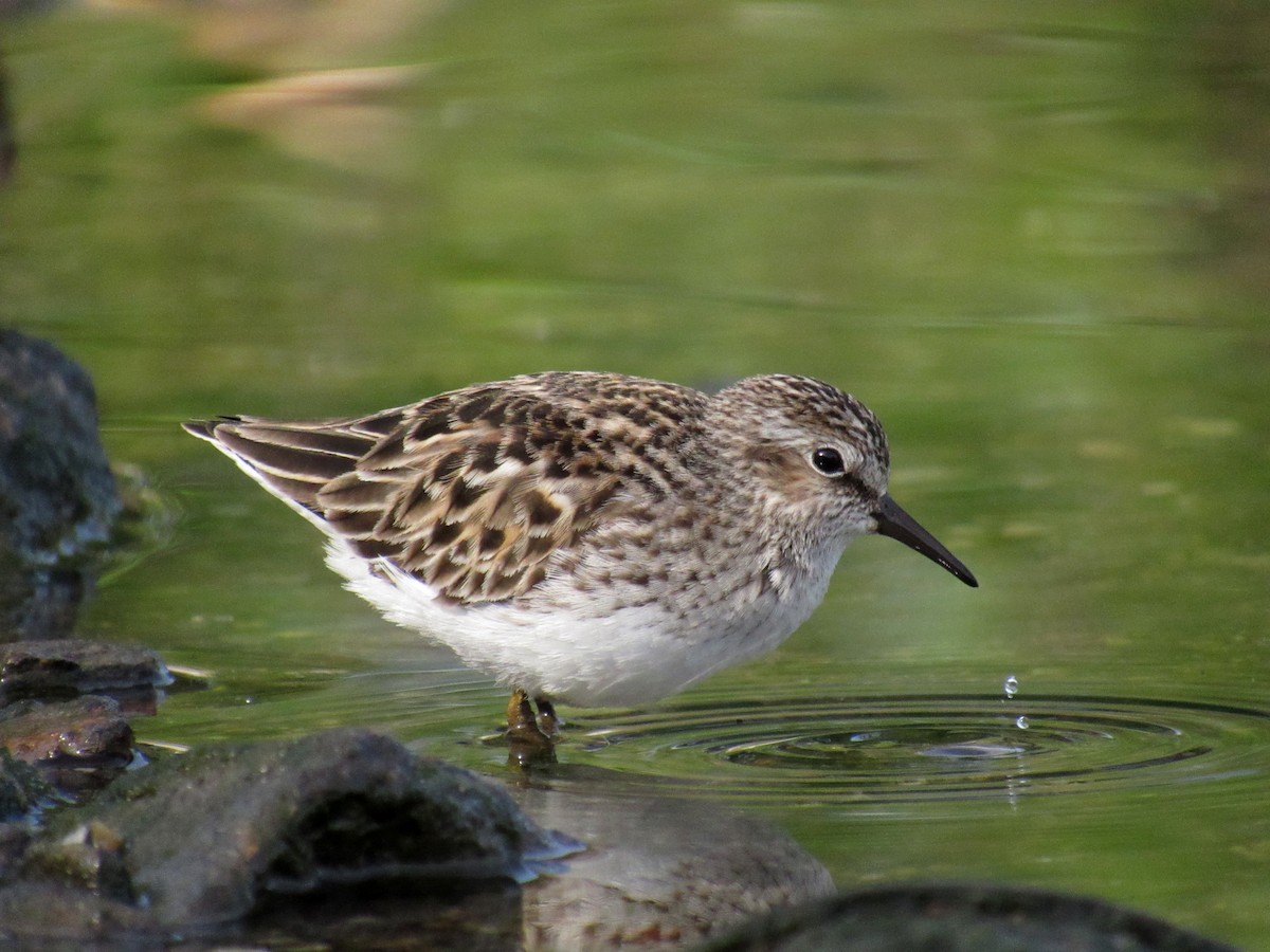 Least Sandpiper - ML235721961