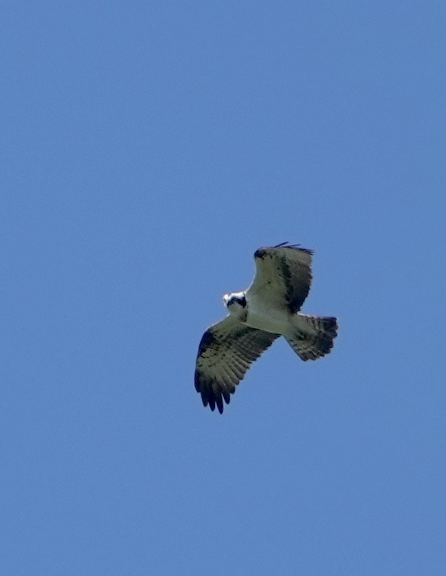 Osprey (Eurasian) - ML235722601