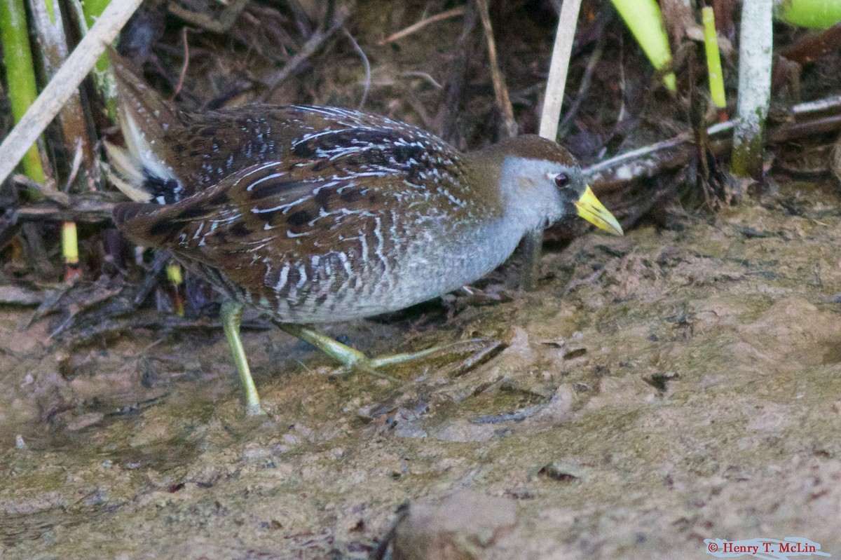 カオグロクイナ - ML23572361