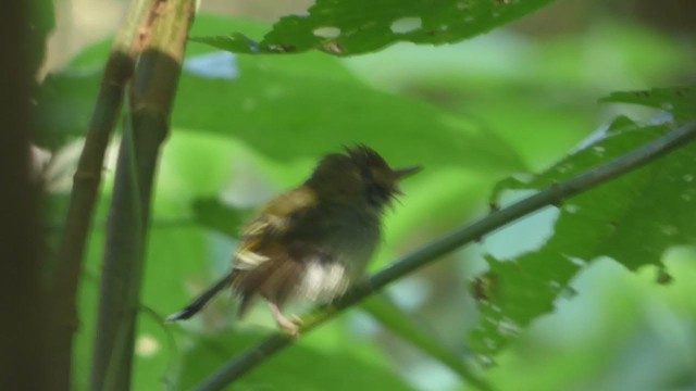 Fork-tailed Pygmy-Tyrant - ML235724151