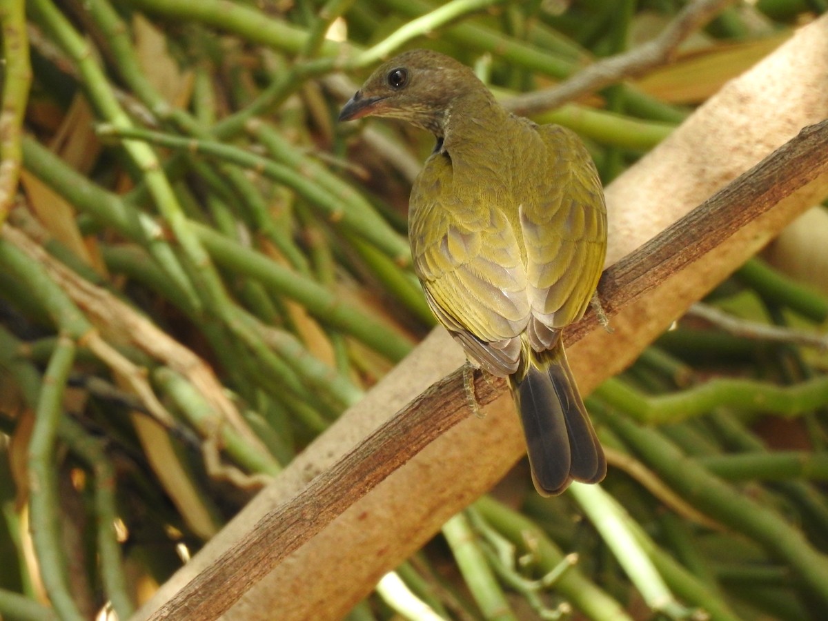 Spotted Honeyguide - Colin Smith