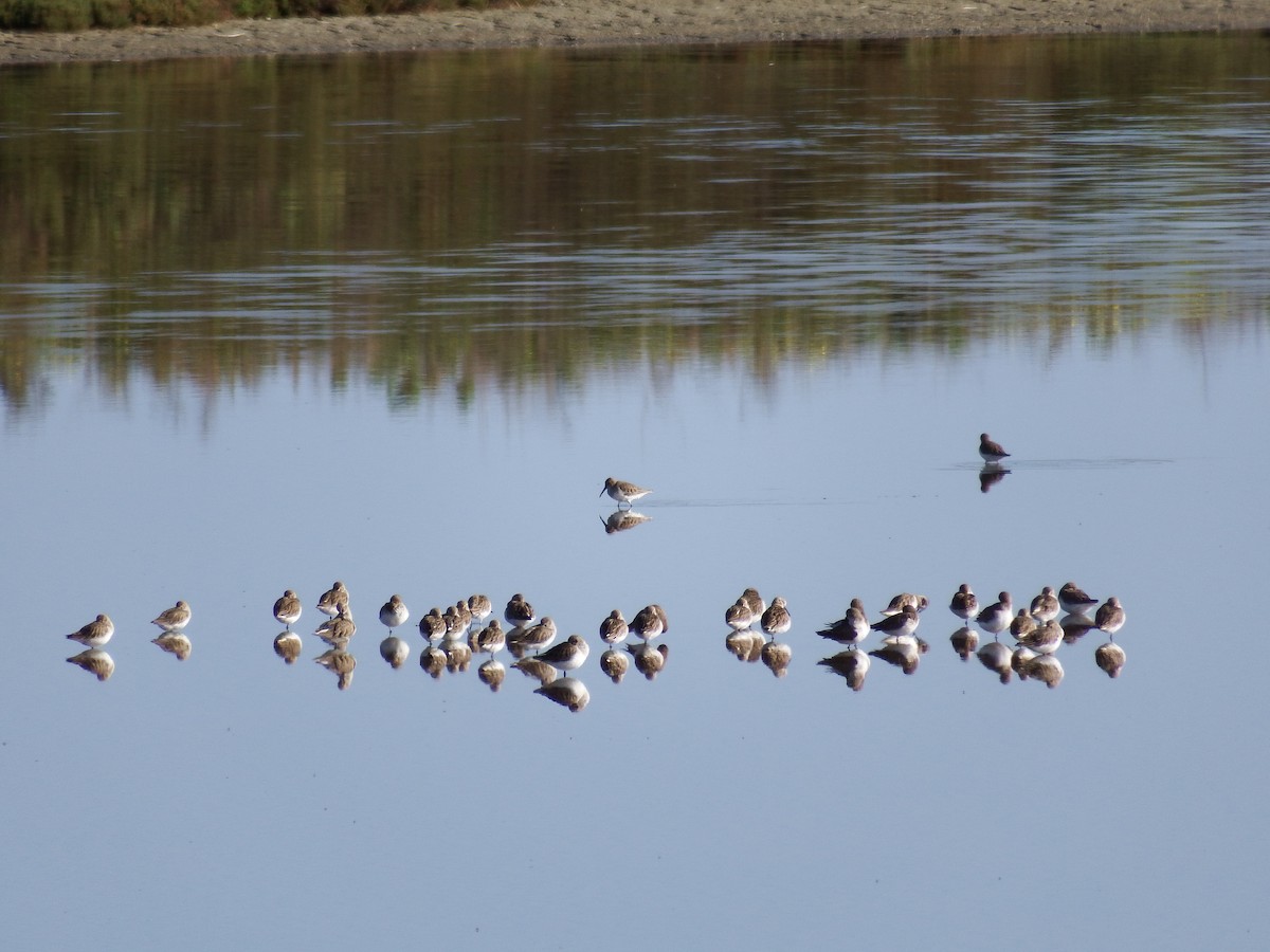 Curlew Sandpiper - ML23572511