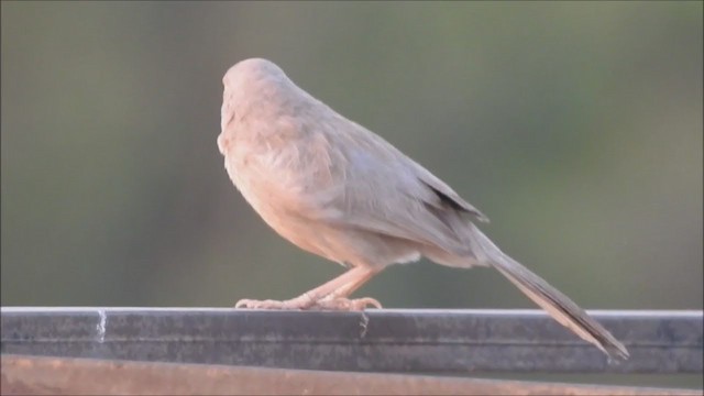 Jungle Babbler - ML235725371