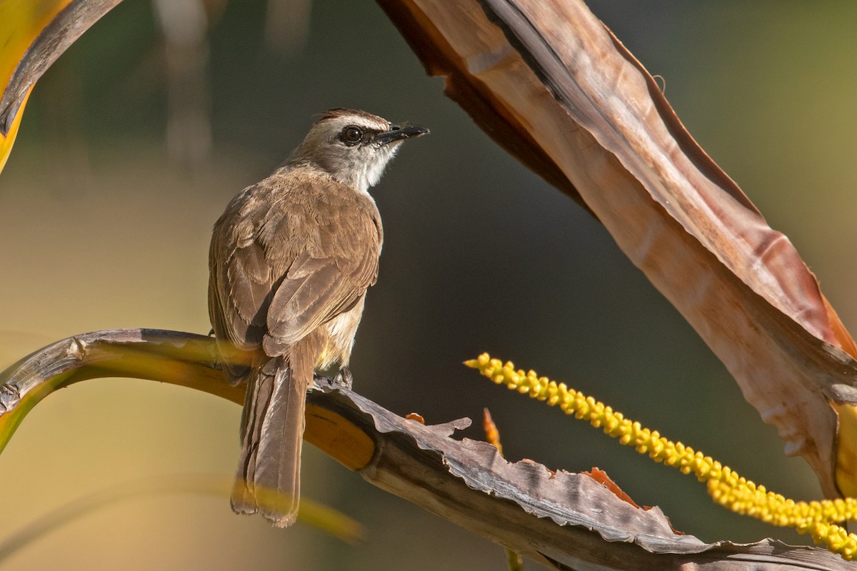 Yellow-vented Bulbul - ML235725621