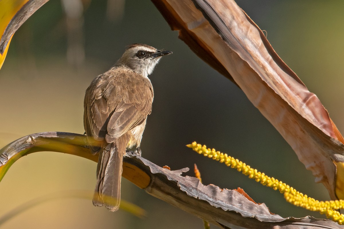 Yellow-vented Bulbul - Aseem Kothiala