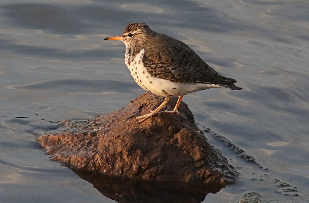 Spotted Sandpiper - Lorraine Lanning