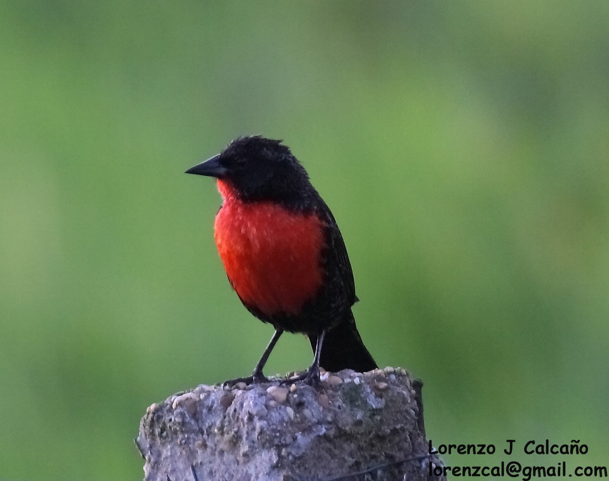 Red-breasted Meadowlark - ML235732451