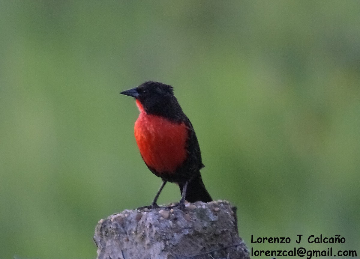 Red-breasted Meadowlark - Lorenzo Calcaño