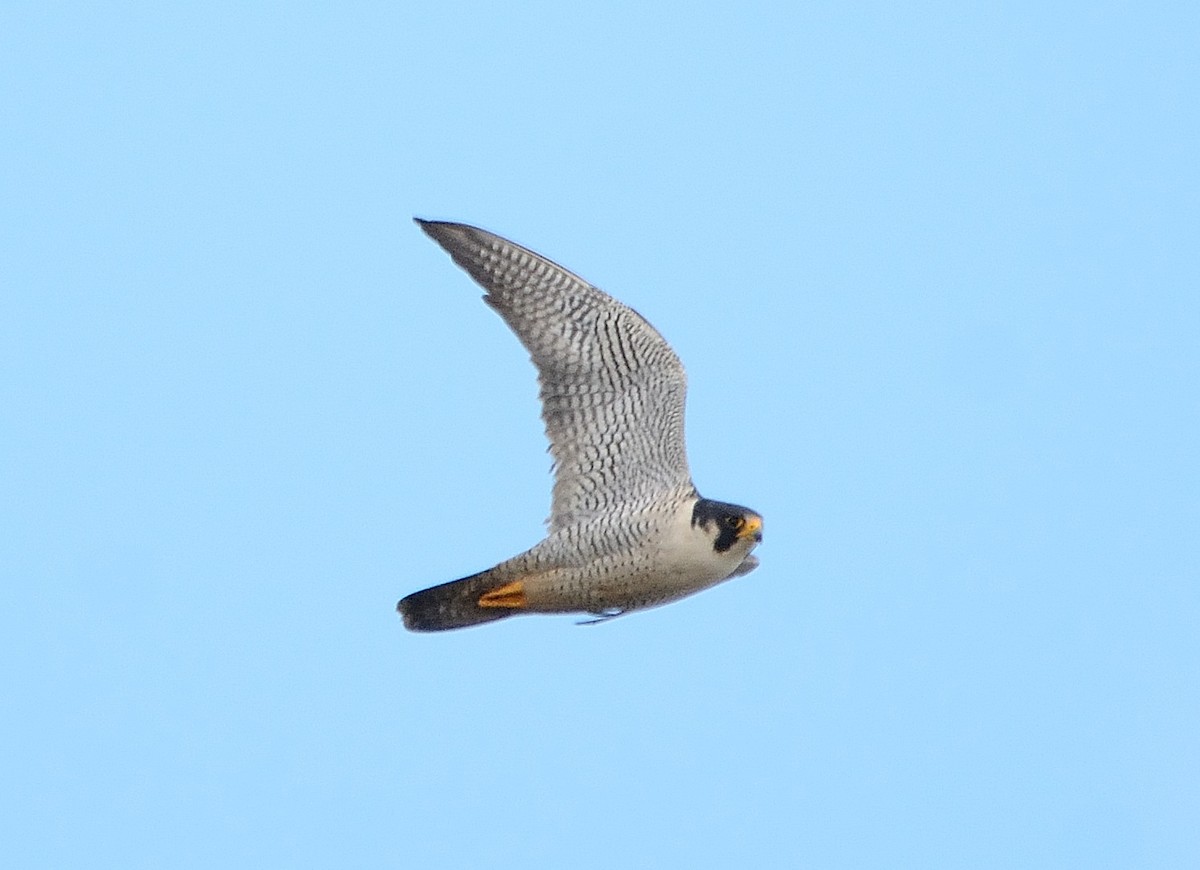 Peregrine Falcon - ML235734691